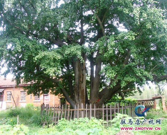北泉寺歷經(jīng)一千年多年的白果樹(shù)依舊枝繁葉茂，蒼勁挺拔。.jpg