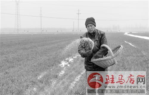 老君廟鎮(zhèn)抓住有利時機(jī)為麥田施肥