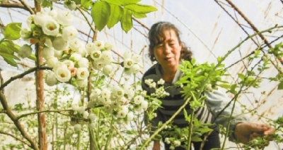 大棚藍莓 錯時開花