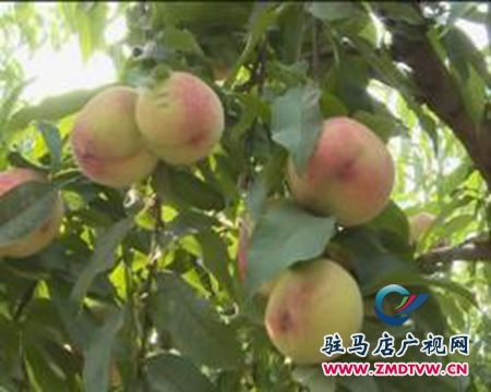 汝南縣： 生態(tài)有機(jī)桃熱銷  市民爭相體驗(yàn)采摘樂