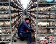 近年來，泌陽縣努力把食用菌產(chǎn)業(yè)打造成生態(tài)、健康的產(chǎn)業(yè)，并做大做強(qiáng)，引領(lǐng)農(nóng)民增收，農(nóng)業(yè)增效。為進(jìn)一步發(fā)展食用菌產(chǎn)業(yè)，提高土地利用率和整體種植效益，泌陽縣鼓勵(lì)引導(dǎo)種植戶在生產(chǎn)上標(biāo)準(zhǔn)化，在栽培上基地化，在設(shè)施上現(xiàn)代化，并積極幫助種植戶、種植大戶、食用菌種植合作社協(xié)調(diào)土地、資金、技術(shù)等發(fā)展壯大食用菌產(chǎn)業(yè)。