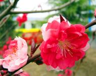 每年3月是桃花盛開的季節(jié)，此時，百花爭妍、萬紫千紅，漫山遍野都是花的海洋。