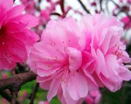 正陽縣是生態(tài)示范縣，全縣種植有桃、梨、李等各種連片林果10萬多畝。