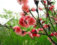 又是一年春光美，田野無處不飛花。桃花、梨花、油菜花、櫻花、李花、……醉人花海誰最美?田野花仙個個佳。