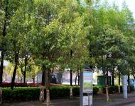 雨后的駐馬店新區(qū)到處充滿春的氣息，