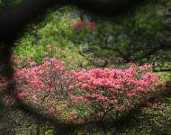 杜鵑花又名映山紅，被譽(yù)為“花中西施”