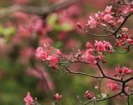 杜鵑花又名映山紅，被譽(yù)為“花中西施”