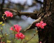 杜鵑花又名映山紅，被譽(yù)為“花中西施”