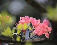 杜鵑花又名映山紅，被譽(yù)為“花中西施”