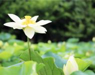 湖水經(jīng)秋平似鏡，蓮花破曉白如霜。
