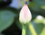 小荷才露尖尖角，早有蜻蜓立上頭