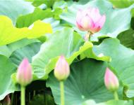 藕田成片傍湖邊，隱約花紅點點連。