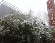 路邊的樹(shù)木，不一會(huì)就堆滿(mǎn)了雪花。這個(gè)冬天的雪景，哪能少了它們的點(diǎn)綴？