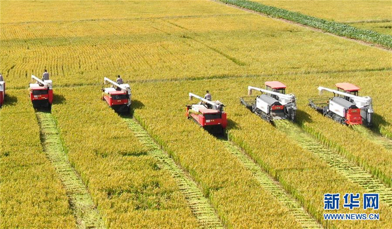 9月27日，收割機(jī)在江蘇海門臨江新區(qū)農(nóng)田里收割水稻（無人機(jī)拍攝）。  新華社發(fā)（許叢軍 攝）