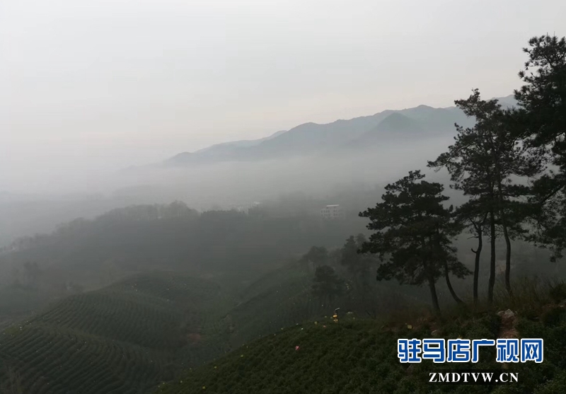 整個(gè)茶山林木蒼郁、云霧籠罩