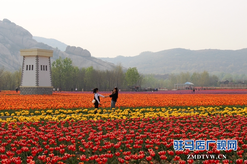 郁金香園小景