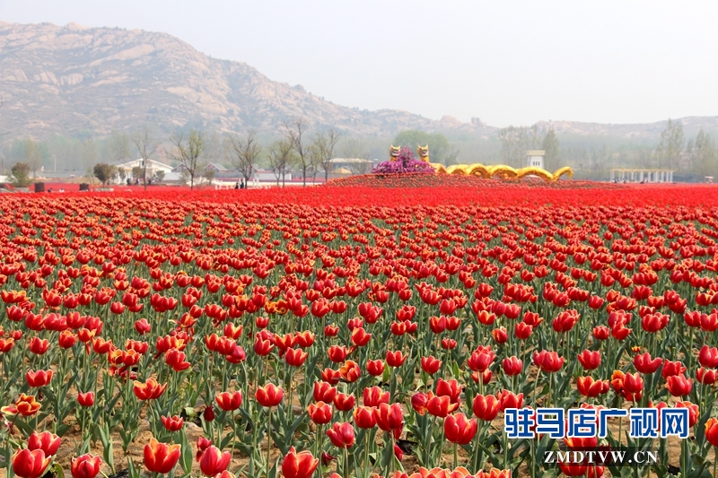 郁金香園小景