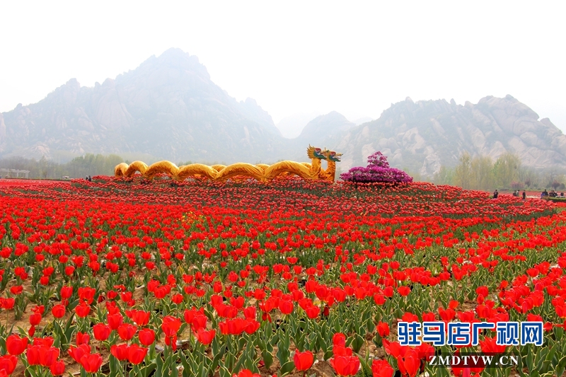 嵖岈山溫泉小鎮(zhèn)郁金香花開