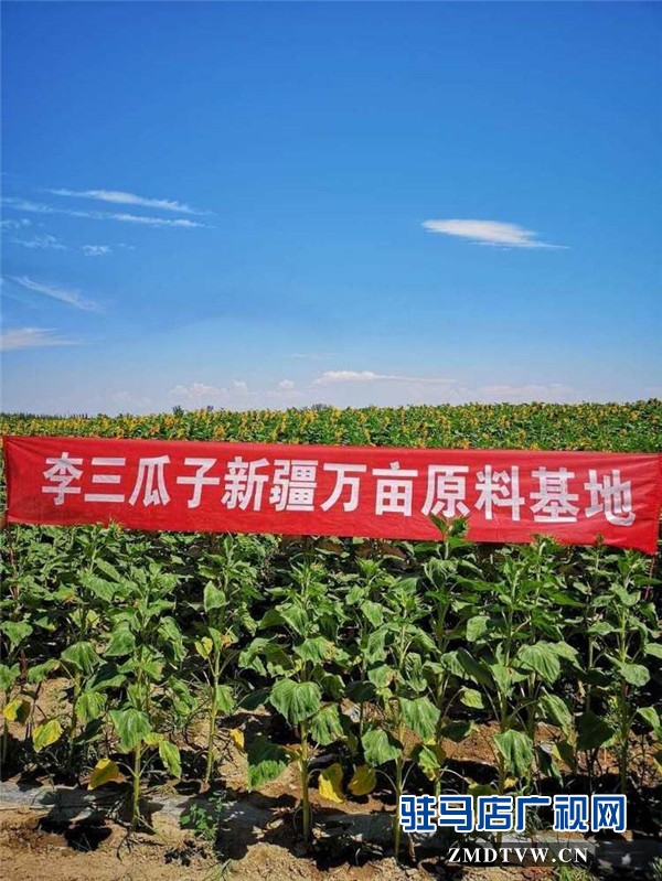 萬(wàn)畝葵田競(jìng)相綻放成浪漫和唯美 ，七天夢(mèng)想免費(fèi)之旅您準(zhǔn)備好了么？