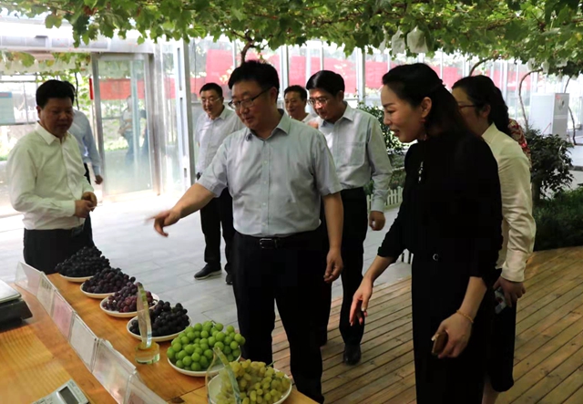 SOD葡萄示范基地落戶駐馬店 產(chǎn)業(yè)技術助力脫貧攻堅