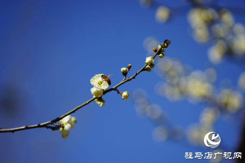 你看，紅梅、白梅、迎春花
