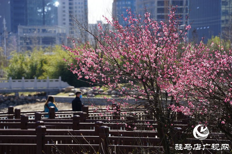 看她的滿城花開(kāi)  攝影 文字：王向陽(yáng)  歡迎轉(zhuǎn)載，請(qǐng)注明作者出處