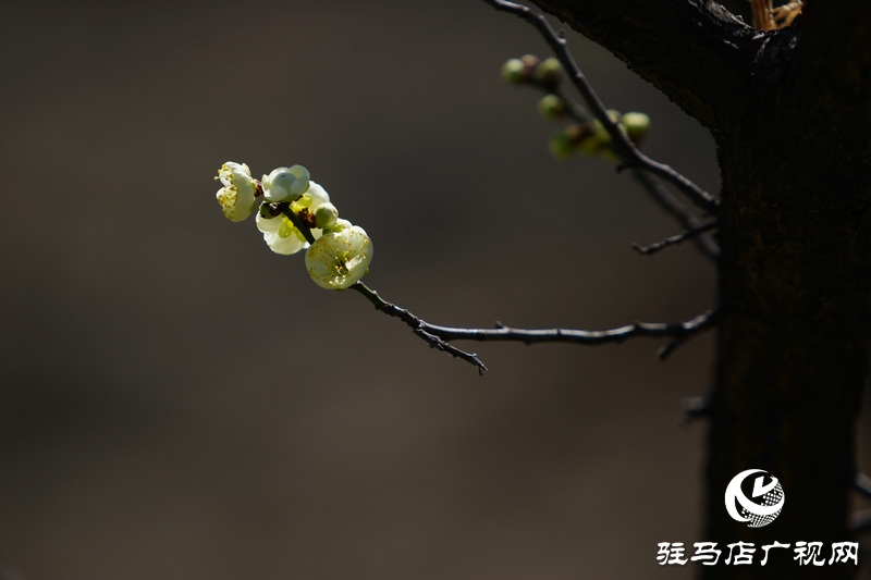 花的盛開(kāi)，等待了一冬