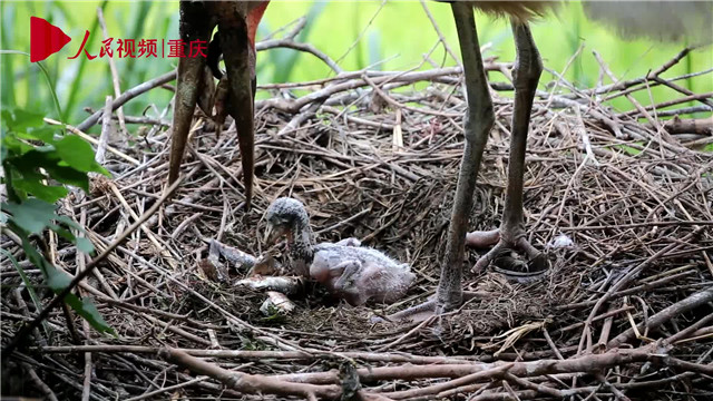 母親節(jié)，看動物老母親如何反芻哺育幼崽