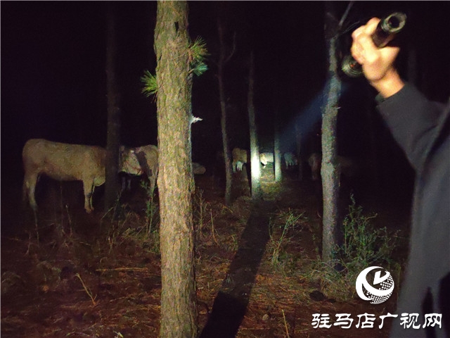 警民齊心冒雨尋牛，秋涼心卻暖