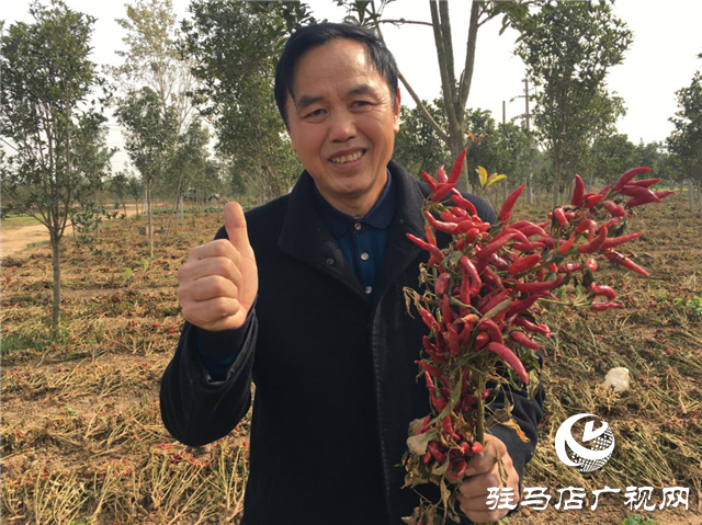 攜手北沃 見(jiàn)證豐收 ——北沃高鈣肥再顯神威，表現(xiàn)驚艷眾人！