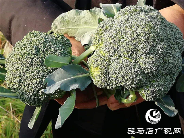 攜手北沃 見(jiàn)證豐收 ——北沃高鈣肥再顯神威，表現(xiàn)驚艷眾人！