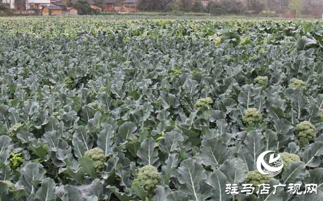 攜手北沃 見(jiàn)證豐收 ——北沃高鈣肥再顯神威，表現(xiàn)驚艷眾人！