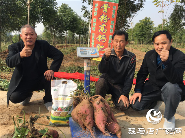 攜手北沃 見(jiàn)證豐收 ——北沃高鈣肥再顯神威，表現(xiàn)驚艷眾人！