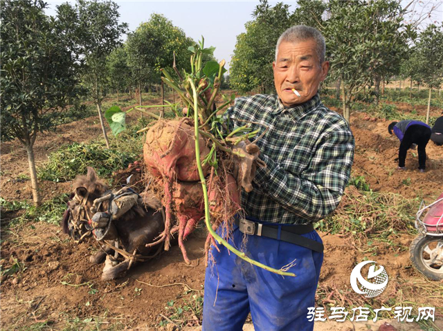 攜手北沃 見(jiàn)證豐收 ——北沃高鈣肥再顯神威，表現(xiàn)驚艷眾人！