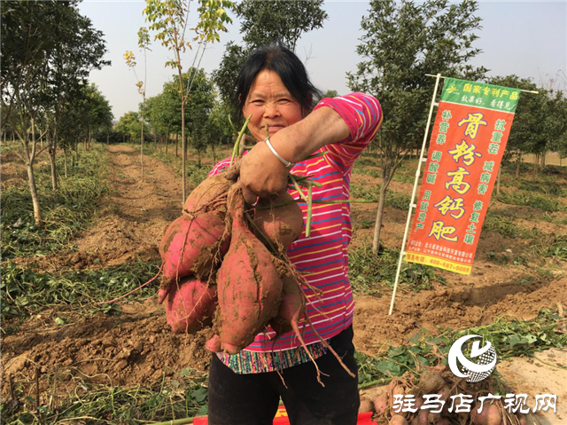 攜手北沃 見(jiàn)證豐收 ——北沃高鈣肥再顯神威，表現(xiàn)驚艷眾人！