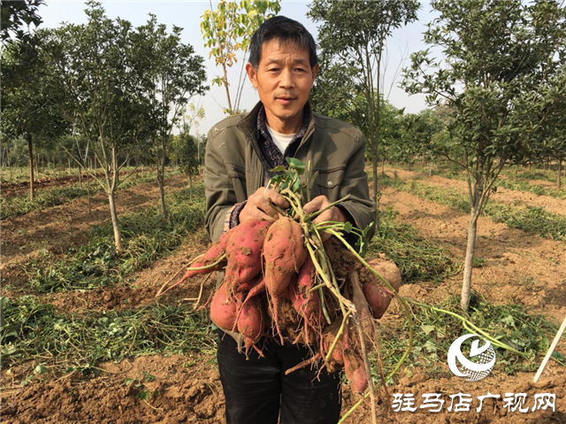 攜手北沃 見(jiàn)證豐收 ——北沃高鈣肥再顯神威，表現(xiàn)驚艷眾人！