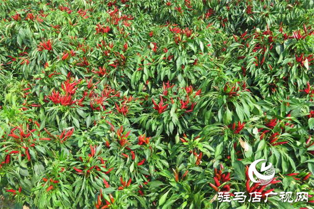 攜手北沃 見(jiàn)證豐收 ——北沃高鈣肥再顯神威，表現(xiàn)驚艷眾人！