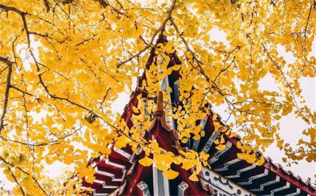 “古剎秋景惹人醉，金色滿園迎賓朋”——嵩山少林寺千年銀杏已到了一年之中最美時節(jié)！