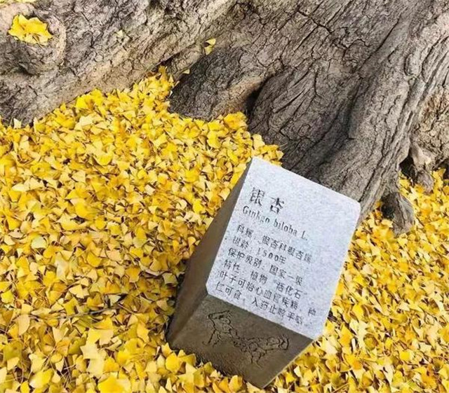 “古剎秋景惹人醉，金色滿園迎賓朋”——嵩山少林寺千年銀杏已到了一年之中最美時節(jié)！