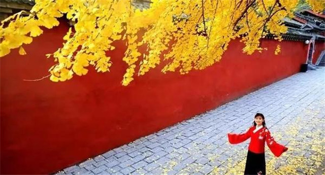 “古剎秋景惹人醉，金色滿園迎賓朋”——嵩山少林寺千年銀杏已到了一年之中最美時節(jié)！