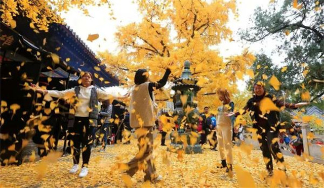 “古剎秋景惹人醉，金色滿園迎賓朋”——嵩山少林寺千年銀杏已到了一年之中最美時節(jié)！