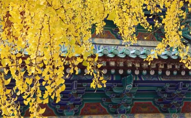 “古剎秋景惹人醉，金色滿園迎賓朋”——嵩山少林寺千年銀杏已到了一年之中最美時節(jié)！