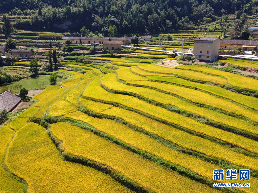 走進(jìn)鄉(xiāng)村看小康丨湖北巴東牛洞坪村：層層梯田遍地金 稻谷豐收美如畫