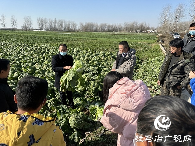 蔬菜豐收銷售難 熱線助農(nóng)顯擔(dān)當