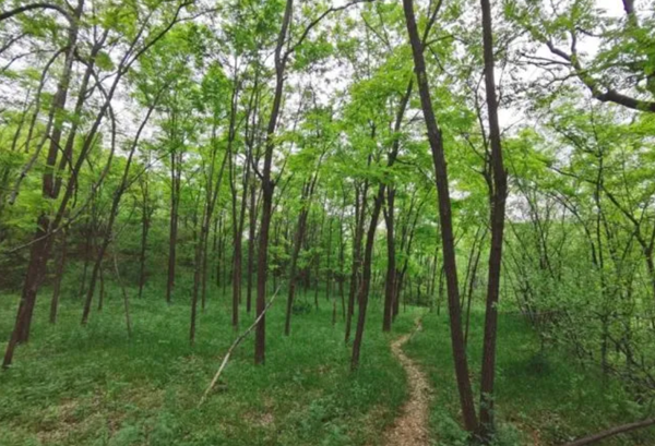 豫見(jiàn)好人丨馬懷智：用二十年送國(guó)家一片千畝綠林