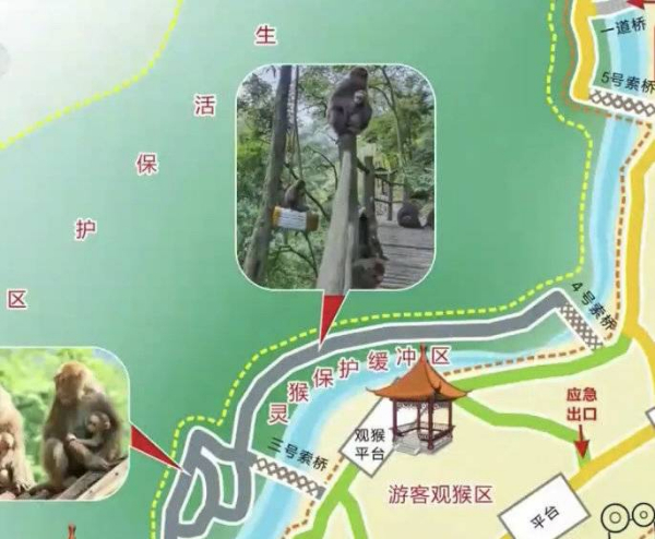 峨眉山猴子被拘留？假的！峨眉山猴子是國(guó)家二級(jí)保護(hù)動(dòng)物