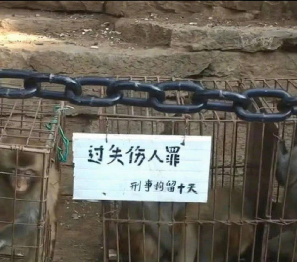 峨眉山猴子被拘留？假的！峨眉山猴子是國(guó)家二級(jí)保護(hù)動(dòng)物