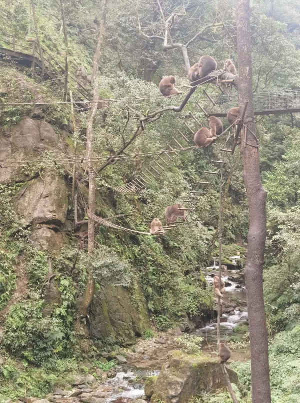 峨眉山猴子被拘留？假的！峨眉山猴子是國(guó)家二級(jí)保護(hù)動(dòng)物