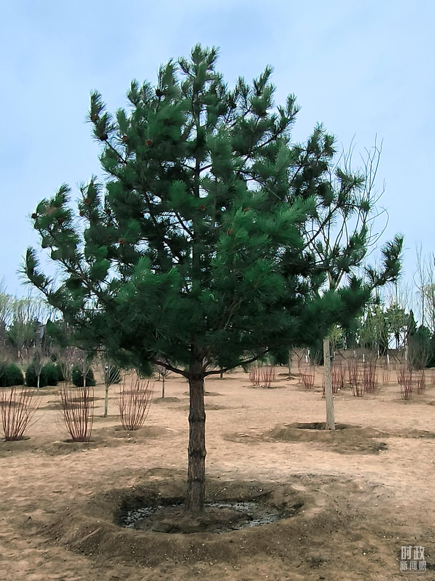 時(shí)政新聞眼丨在今年首都義務(wù)植樹(shù)現(xiàn)場(chǎng)，習(xí)近平這三句話(huà)飽含深意