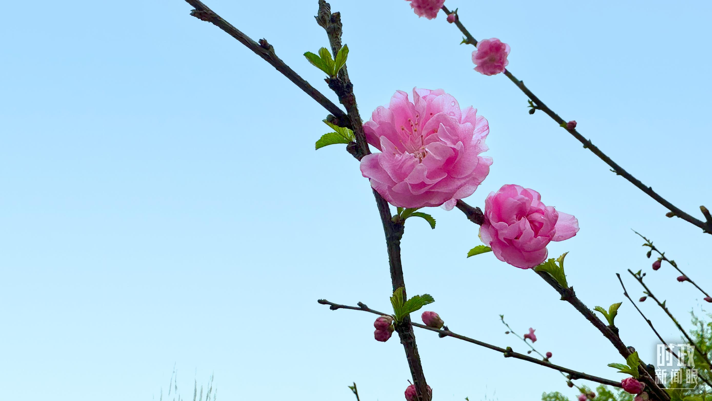 時(shí)政新聞眼丨在今年首都義務(wù)植樹(shù)現(xiàn)場(chǎng)，習(xí)近平這三句話(huà)飽含深意